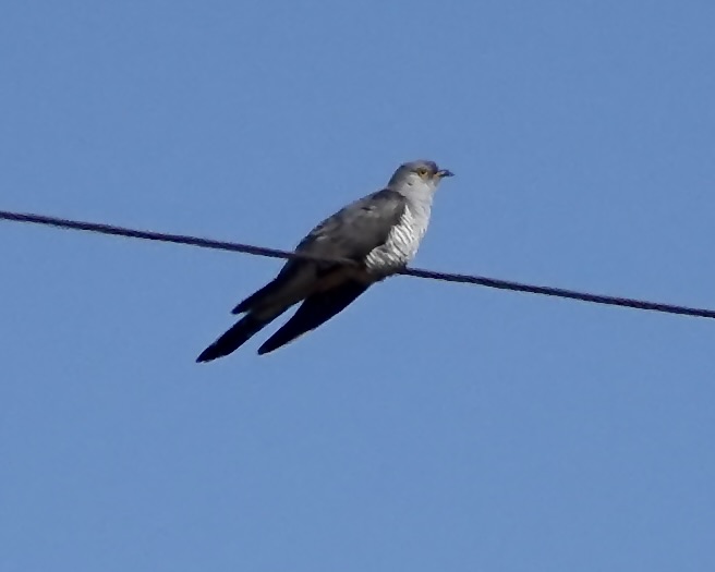 cuckoo